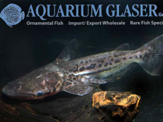 Text & photos: Frank Schäfer - Bottlenose catfish from Peru