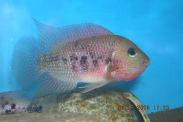 Pelvicachromis taeniatus 