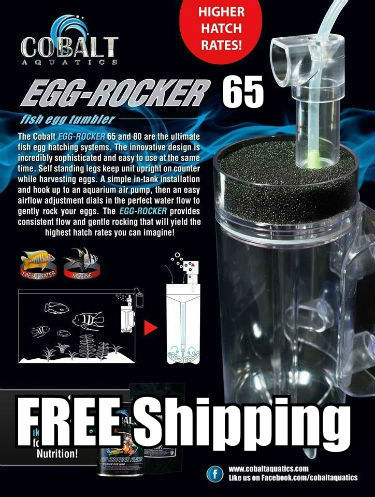 Buy EGG ROCKER 65 by Cobalt Aquatics USA