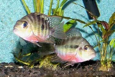Red Breast Cichlid available