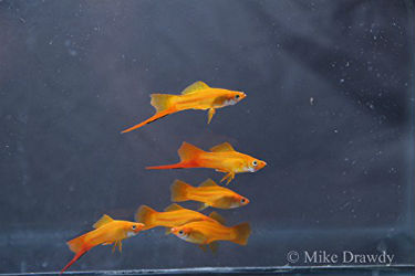 Buy Marigold swordtail fish