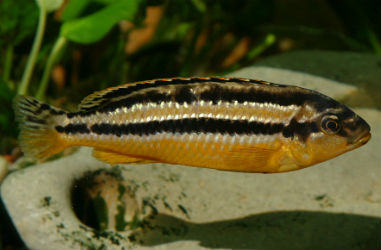 An adult female auratus cichlid photo Vlad Butsky