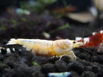 Mischling shrimp hybrid