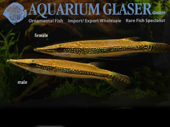Text & photos: Frank Schäfer - Aquarium Glaser