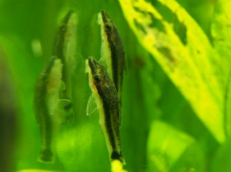 Otocinclus catfish photo by InvertObsession
