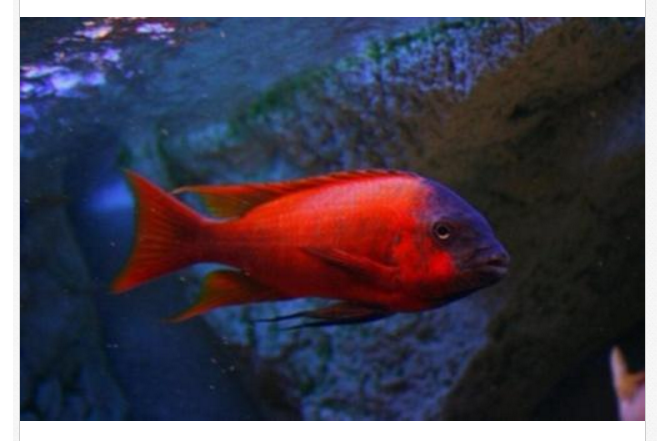 Petrochromis Red Bulu Point for Sale