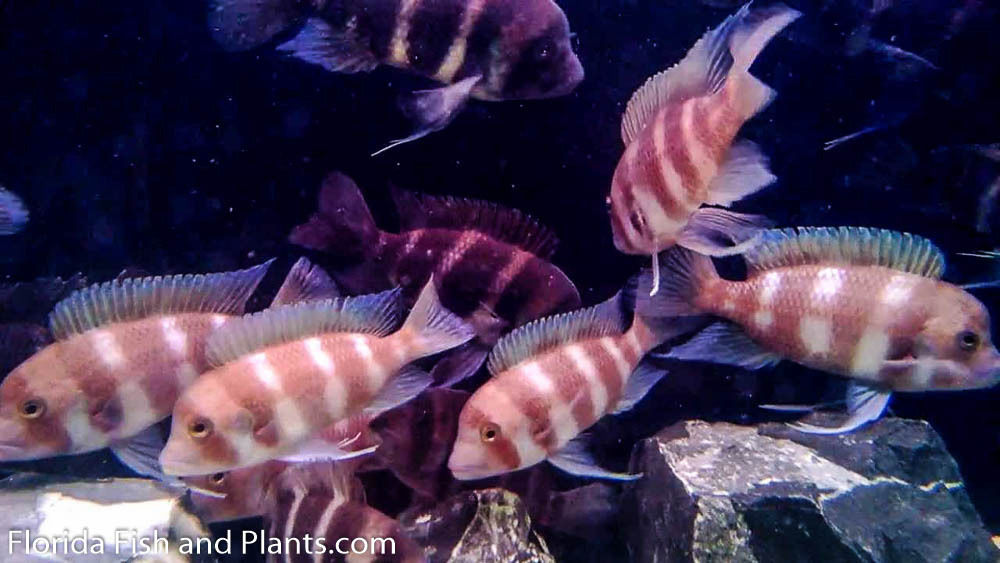Copperband Red Frontosa Available