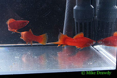 Buy Red Velvet swordtail fish