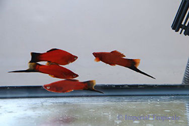 Buy Red Velvet Wag swordtail fish