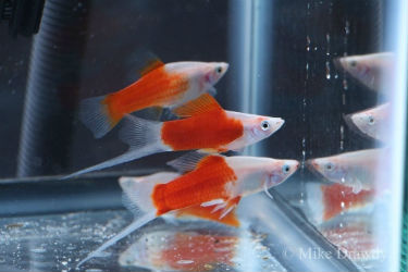 Buy Red & White swordtail fish