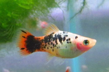 This is for 1 unsexed riot platy 1+ inch in size