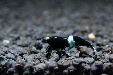 Taiwan Bee Black King Kong Aquarium Shrimp photo SoShrimp