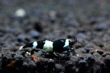 Taiwan Bee Black Panda Aquarium Shrimp photo SoShrimp