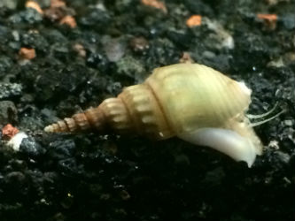 Prambanan snails Photo credit: InvertObsession