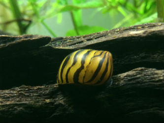 Tiger Nerite Snails Photo credit: InvertObsession