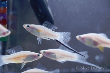 White Swordtail Fish For Sale Offering 20 Varieties Of Swordtail