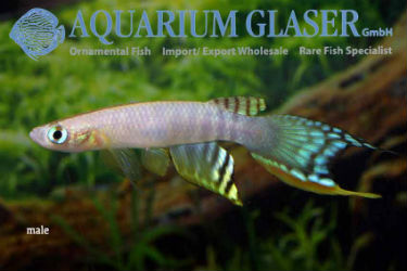 Killifish imported from Peru Text & photos: Frank Schäfer
