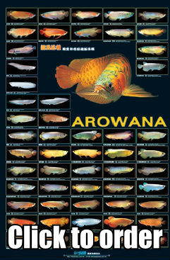 On Sale Azoo Aquarium Decor Arowana Poster