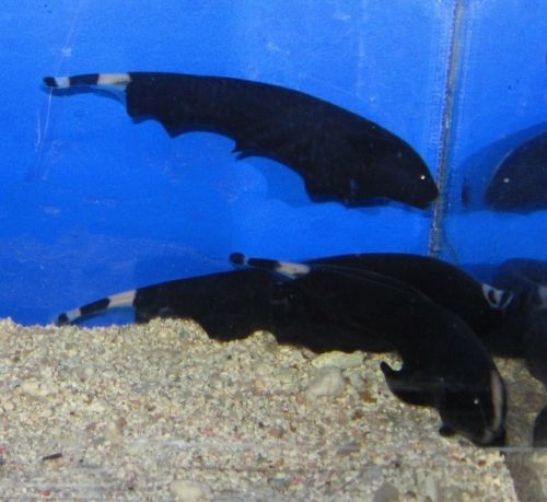 Order Sternarchus the Black ghost knifefish
