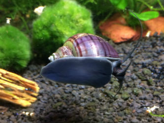 Black Purple Mystery Snails photo by InvertObsession