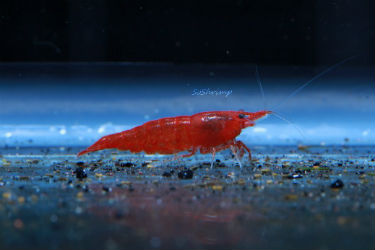 Bloody Mary Shrimps photo credit: SoShrimp