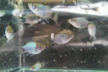 Buy Blue Mickey Mouse Platy Fish