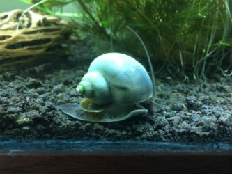 Blue Mystery Snails photo by InvertObsession