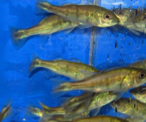 Peacock Bass Cichlid Fish