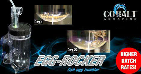 Cobalt Egg Rocker order from Amazon.com