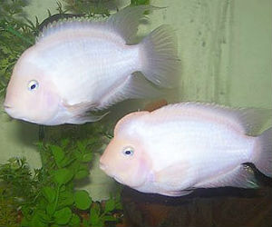 Pink pair of convict fish 