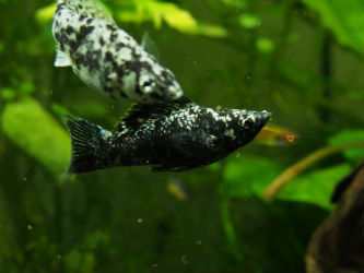 Live Dalmatian Mollies for Sale photo by InvertObsession