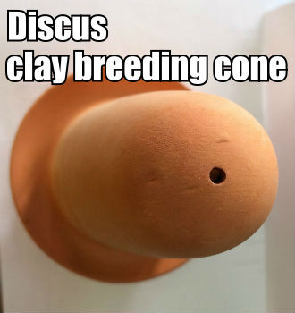 Smooth surface clay breeding cones for Discus