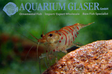 Red Tiger Dwarf Shrimp Text & photos: Frank Schäfer