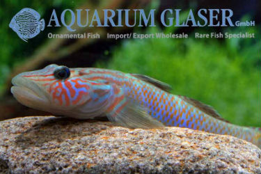 Freshwater goby from Taiwan
