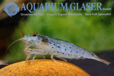 Buy Green lacer Shrimp photo Frank Schäfer