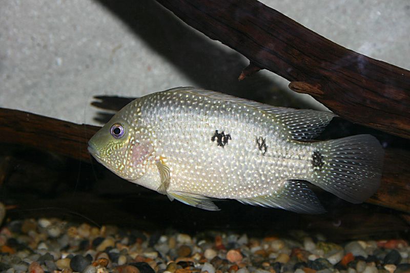 Texas cichlid fish