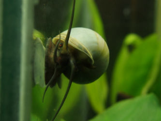 Ivory White Mystery Snails photo by InvertObsession