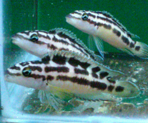 Julidochromis for sale