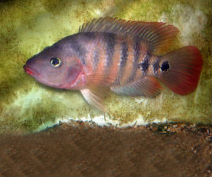 Mayan Cichlid for Sale Cichlasoma urophthalmus available 