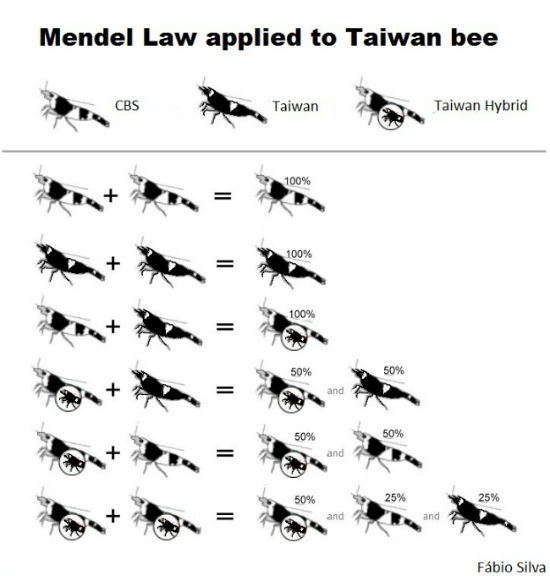 Mendel Law applied to Taiwan bee by Fabio Silva