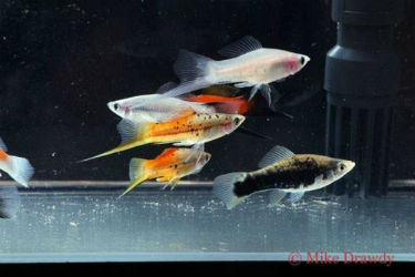Buy mixed swordtails with free shipping