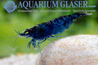 Fantasy jelly dwarf shrimp photo: Frank Schafer