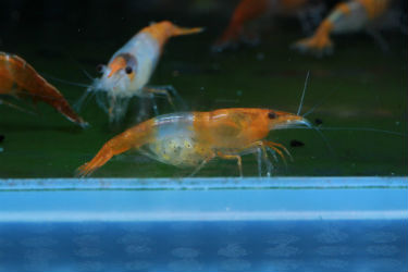 Orange Rili Shrimps photo credit: SoShrimp