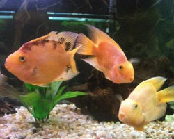 A typical varitey parrot cichlid fish available