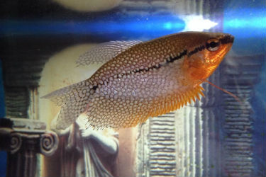 Pearl gourami for sale