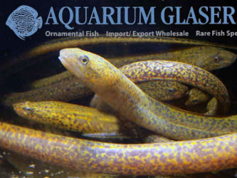 Rare marbled swamp eels Text & photos:  Frank Schäfer 