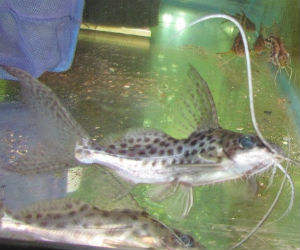 Bigeye squeaker catfish