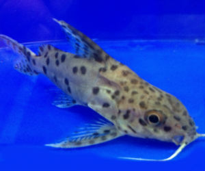 The Decorated Synodontis catfish