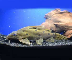the ocellated Synodontis catfish