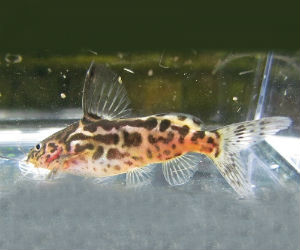vermiculated Synodontis catfish 